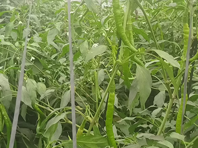 甜椒菜椒【精品推荐】山东辣椒货源充足量大更优惠