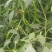 甜椒菜椒【精品推荐】山东辣椒货源充足量大更优惠