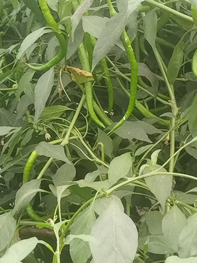 甜椒菜椒【精品推荐】山东辣椒货源充足量大更优惠