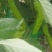 甜椒菜椒【精品推荐】山东辣椒货源充足量大更优惠