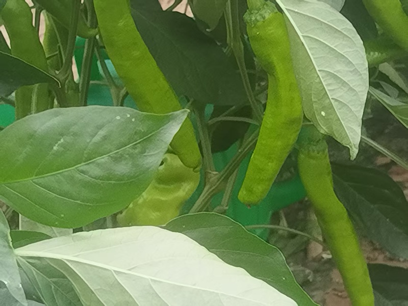 甜椒菜椒【精品推荐】山东辣椒货源充足量大更优惠