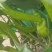甜椒菜椒【精品推荐】山东辣椒货源充足量大更优惠