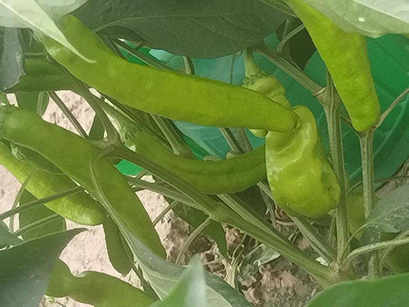 甜椒菜椒【精品推荐】山东辣椒货源充足量大更优惠