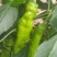 甜椒菜椒【精品推荐】山东辣椒货源充足量大更优惠