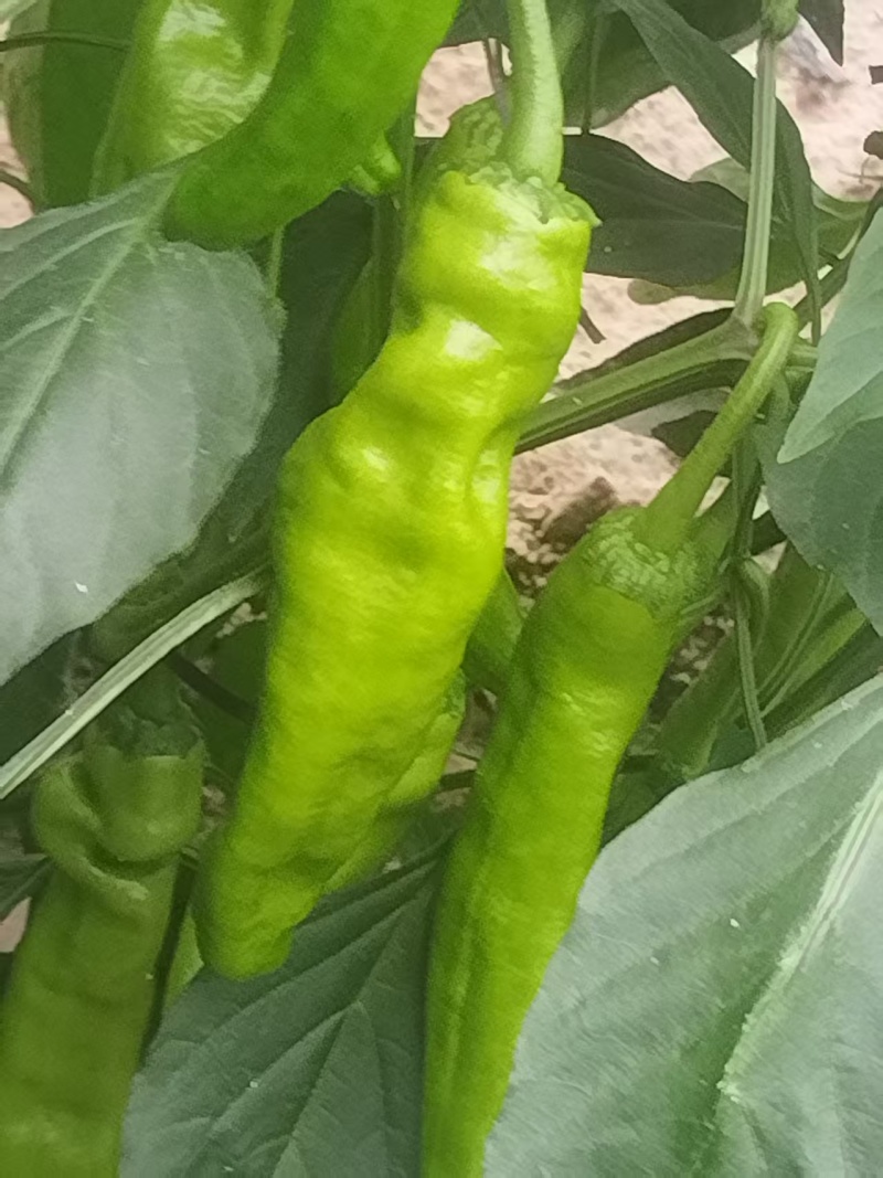 甜椒菜椒【精品推荐】山东辣椒货源充足量大更优惠