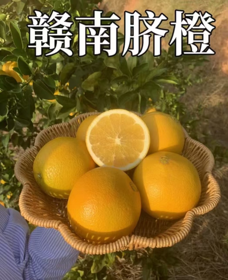 赣南脐橙大量现货供应，品质保证现摘现发，支持预定视频看货