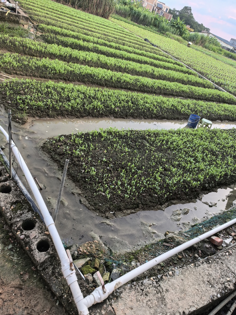 广西麦菜苗大量上市/量大价优/可视频看货/欢迎订购。