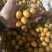 核果仁果类黄皮果大量供应冰冻果精品鸡心黄皮奶茶果