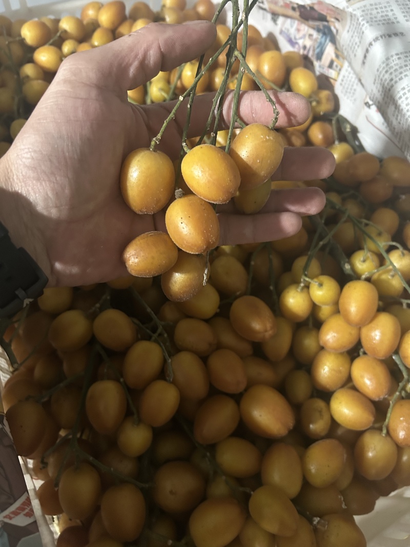 核果仁果类黄皮果大量供应冰冻果精品鸡心黄皮奶茶果