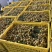 核果仁果类黄皮果大量供应冰冻果精品鸡心黄皮奶茶果