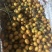 核果仁果类黄皮果大量供应冰冻果精品鸡心黄皮奶茶果