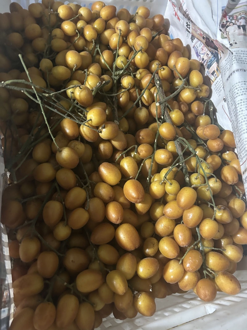 核果仁果类黄皮果大量供应冰冻果精品鸡心黄皮奶茶果
