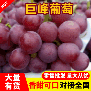 巨峰葡萄，甜度高，价位便宜！颗粒大！河北唐山乐亭