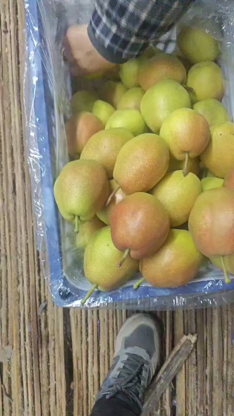山西运城龙居红香酥梨掉价了口感脆甜汁多市场电商平台