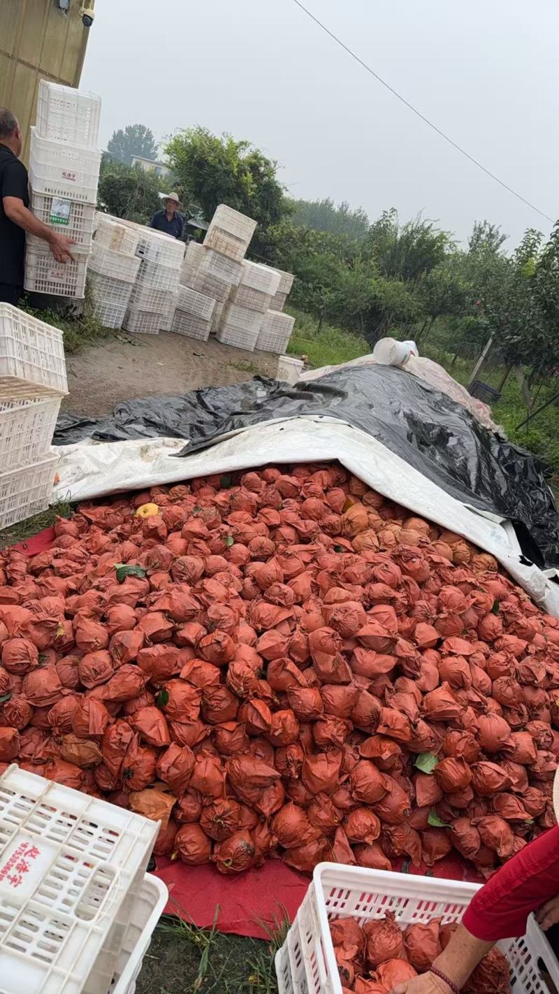 【山东秋月梨】皮薄多汁入口化渣基地直供代发全国