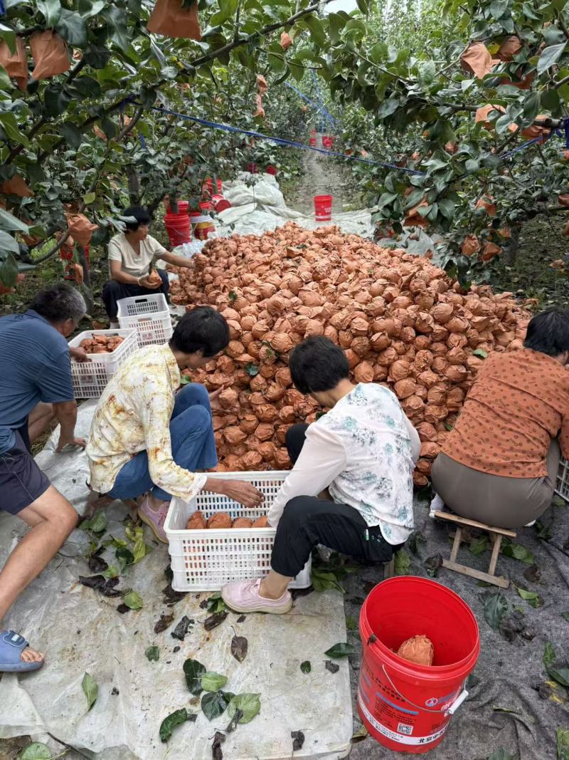 【山东秋月梨】皮薄多汁入口化渣基地直供代发全国