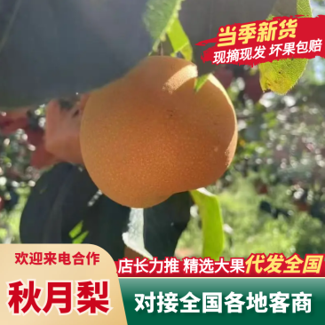 【山东秋月梨】皮薄多汁入口化渣基地直供代发全国