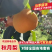 【山东秋月梨】皮薄多汁入口化渣基地直供代发全国