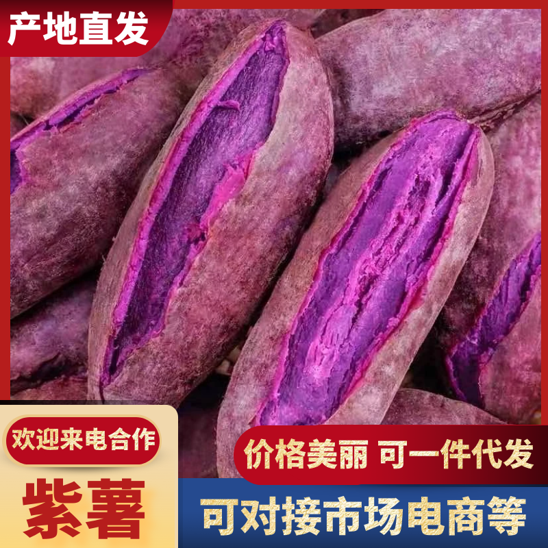 湖南永州紫薯现挖现发新鲜直达支持一件代发欢迎咨询