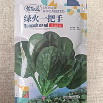 绿火一把手杂交菠菜种子半直立型叶色墨绿大叶菠菜种子