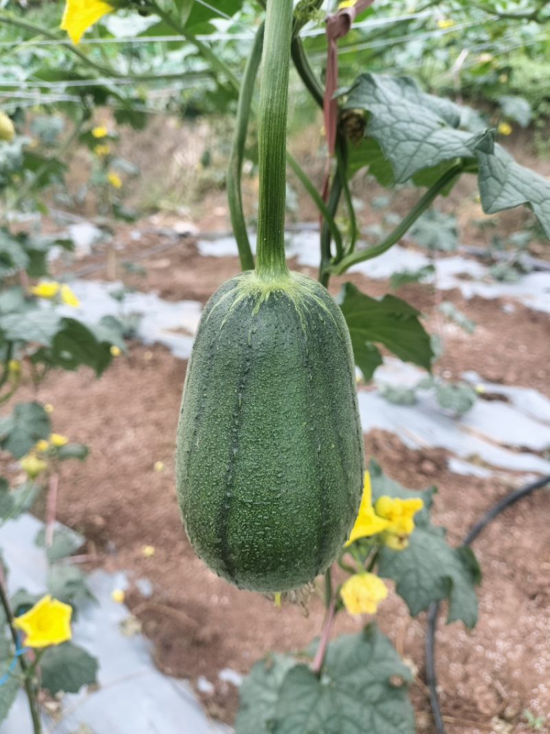 苹果丝瓜大量现货供应，现摘现发规格齐全，对接电商市场批发