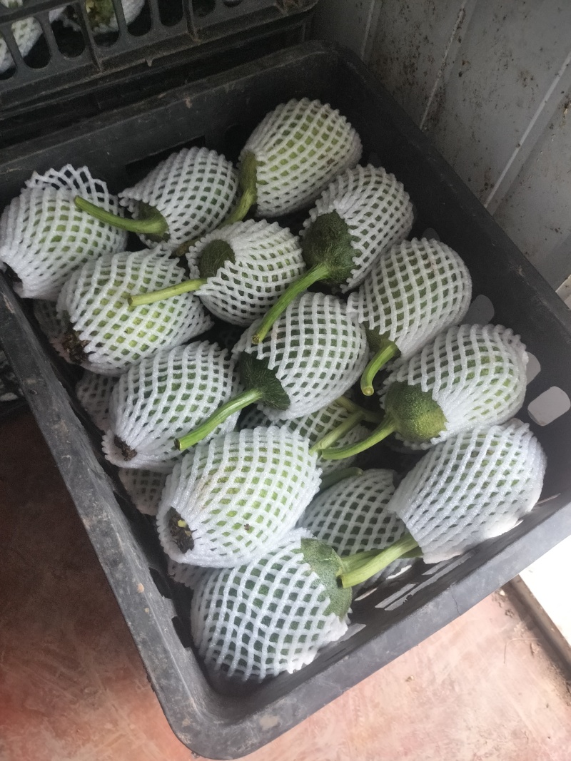 苹果丝瓜大量现货供应，现摘现发规格齐全，对接电商市场批发