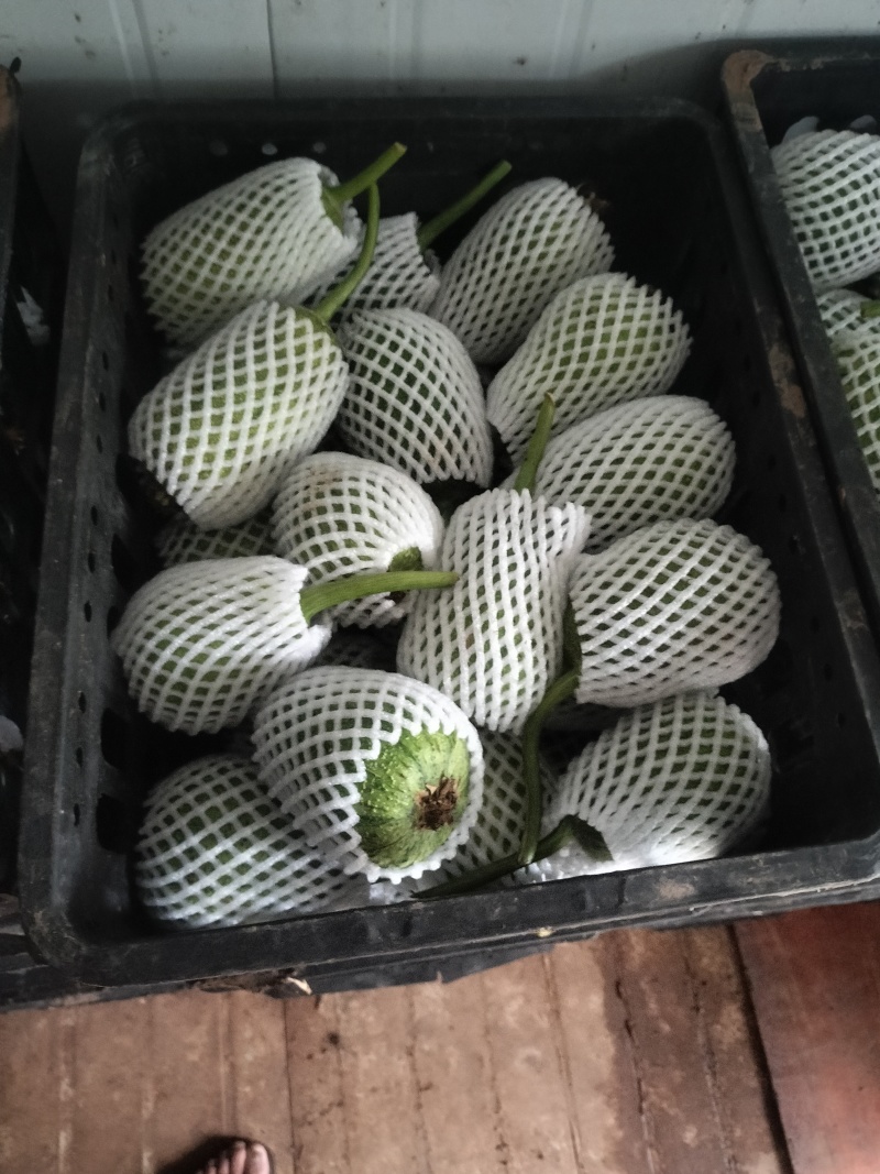 苹果丝瓜大量现货供应，现摘现发规格齐全，对接电商市场批发