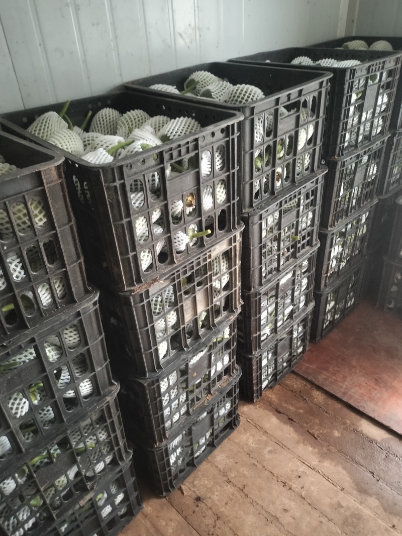 苹果丝瓜大量现货供应，现摘现发规格齐全，对接电商市场批发