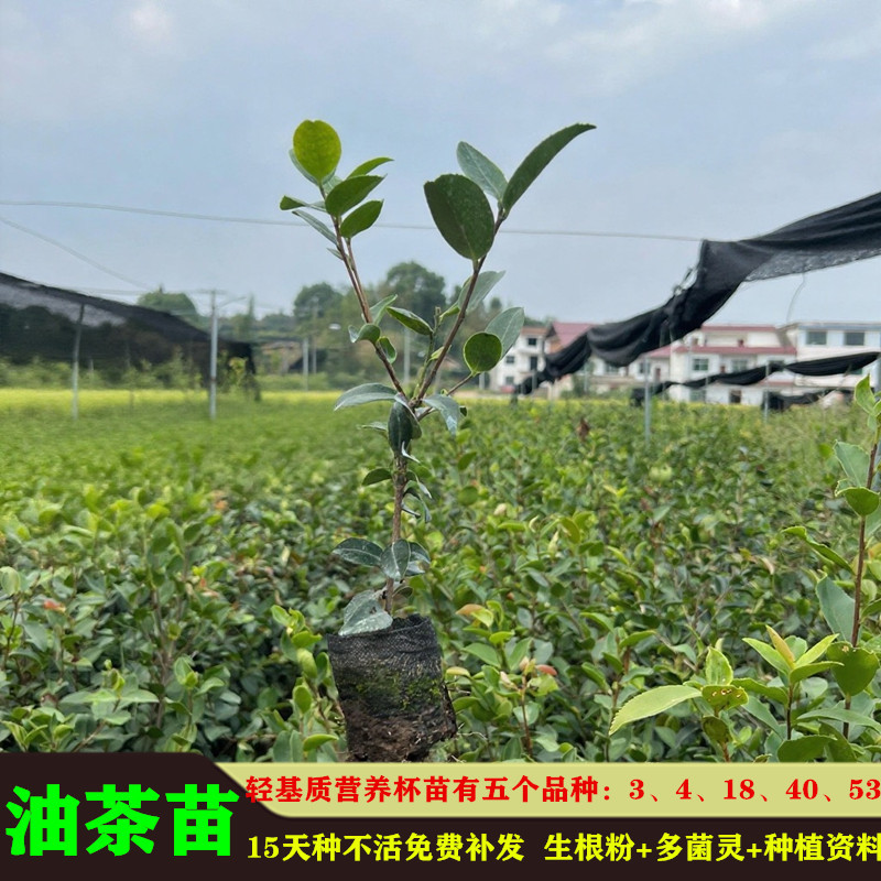 油茶苗高产嫁接苗量大从优假一赔十死苗包赔