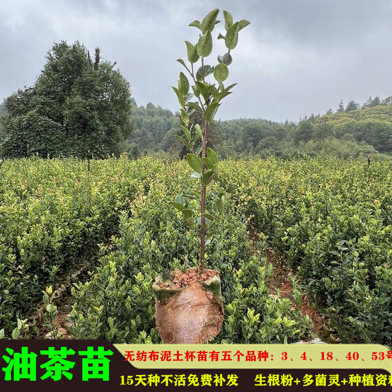 油茶苗高产嫁接苗量大从优假一赔十死苗包赔