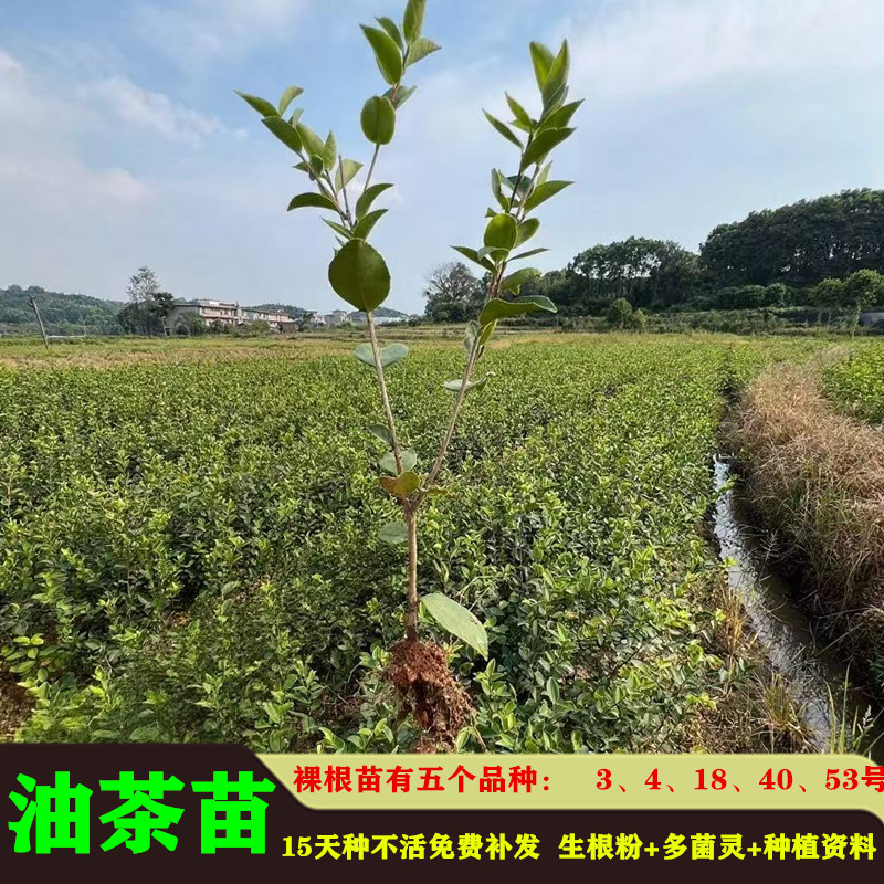 油茶苗高产嫁接苗量大从优假一赔十死苗包赔