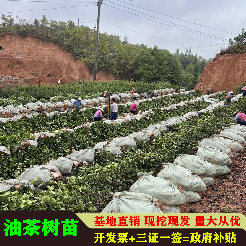 油茶苗高产嫁接苗量大从优假一赔十死苗包赔