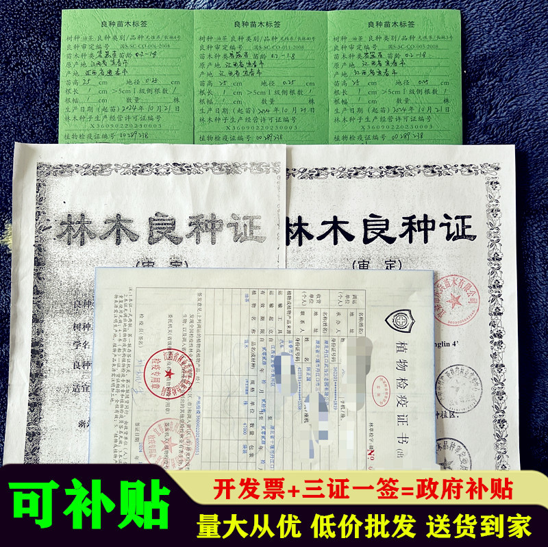 油茶苗高产嫁接苗量大从优假一赔十死苗包赔