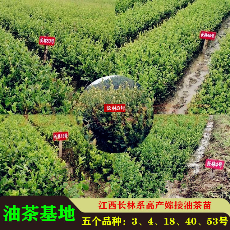 油茶苗高产嫁接苗量大从优假一赔十死苗包赔