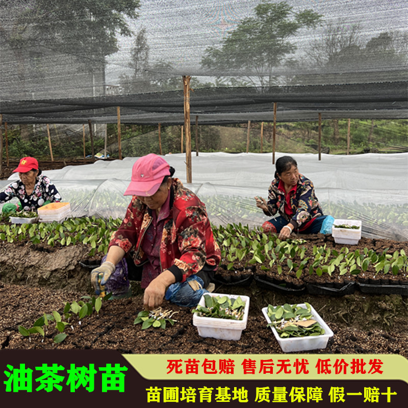 油茶苗高产嫁接苗量大从优假一赔十死苗包赔