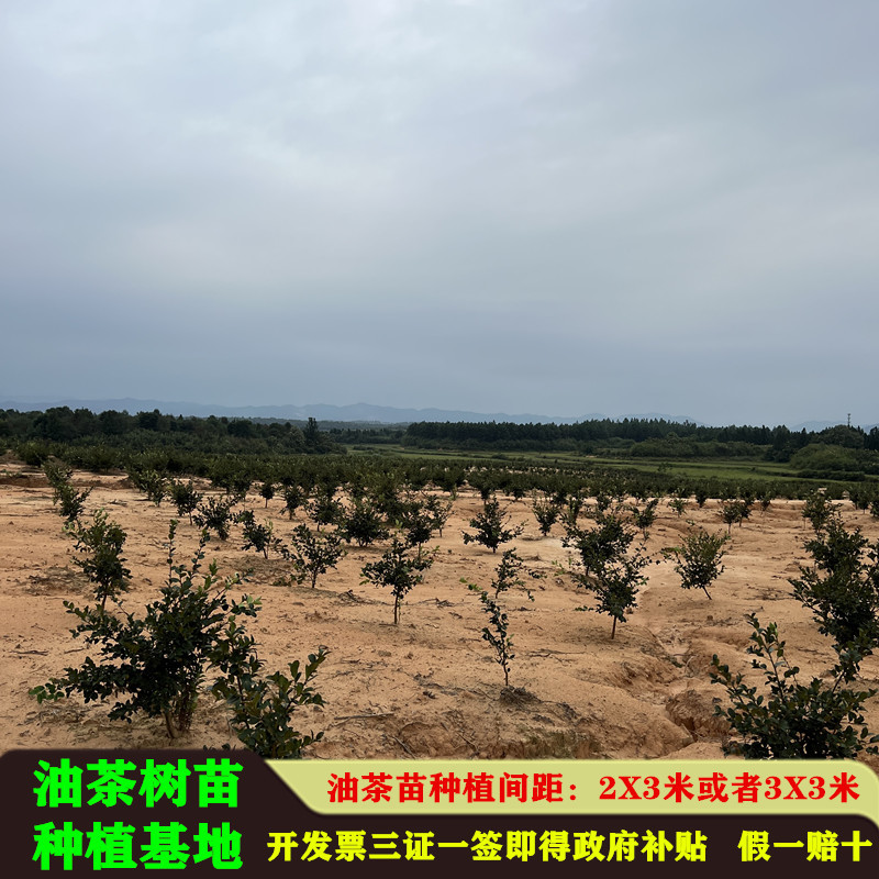 油茶苗高产嫁接苗量大从优假一赔十死苗包赔