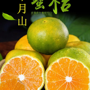 宜昌青皮蜜橘、高山特早蜜橘，大量上市，汁多皮薄，甜度高