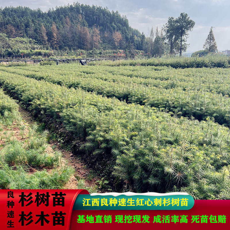 杉树苗批发江西优质良种速生杉木树苗量大从优
