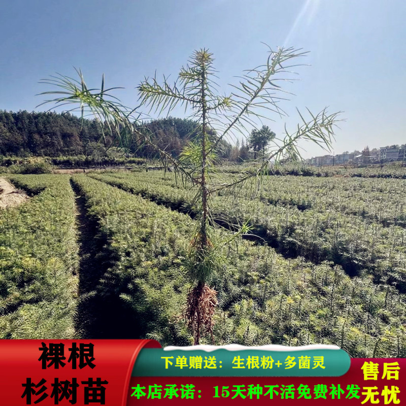 杉树苗批发江西优质良种速生杉木树苗量大从优