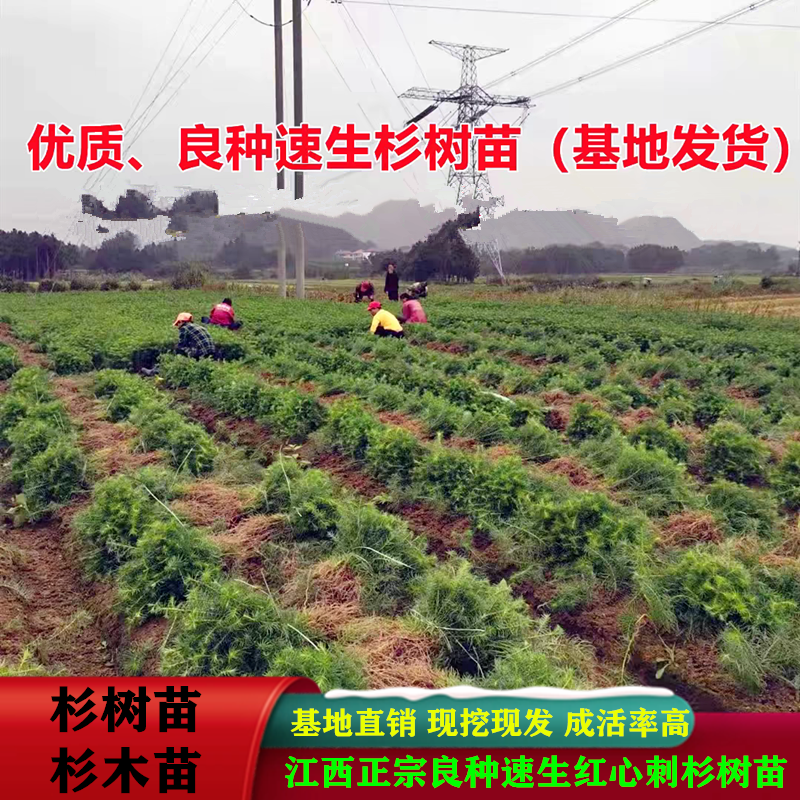 杉树苗批发江西优质良种速生杉木树苗量大从优