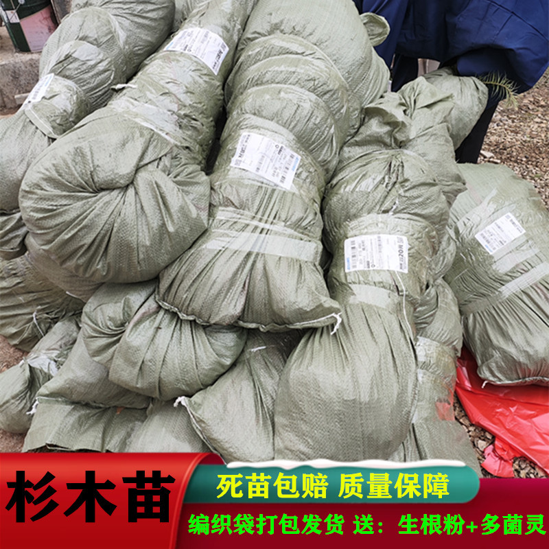 杉树苗批发江西优质良种速生杉木树苗量大从优