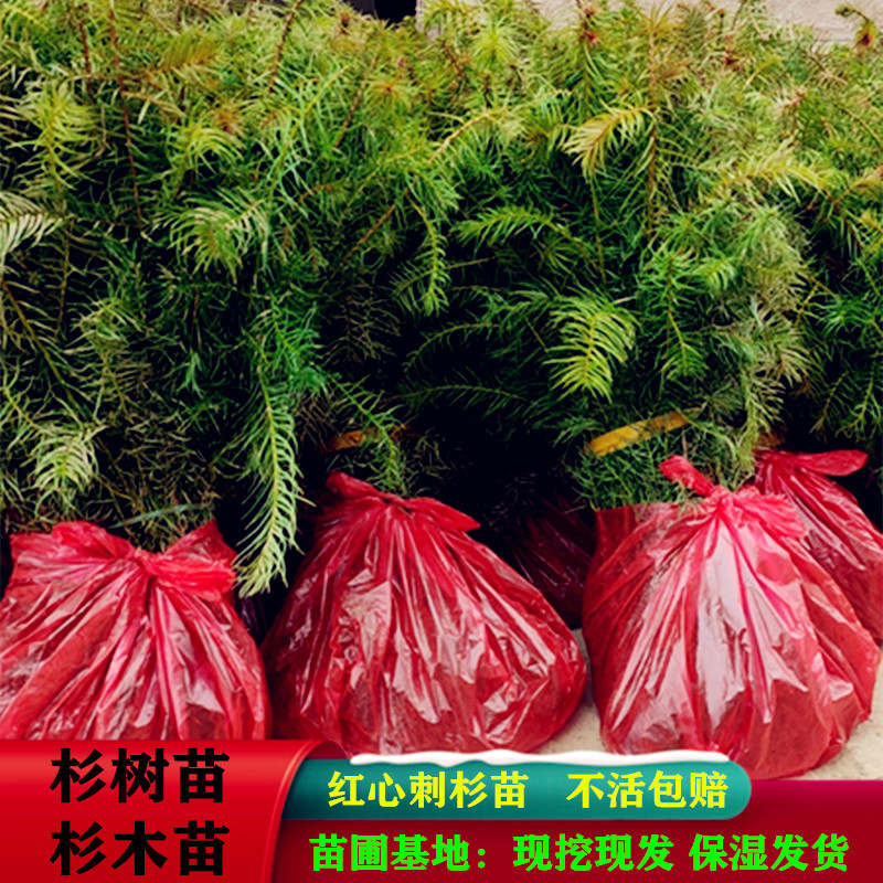 杉树苗批发江西优质良种速生杉木树苗量大从优