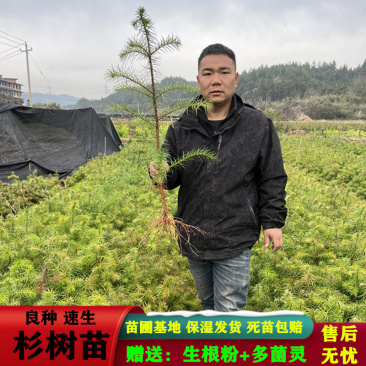 杉树苗批发江西优质良种速生杉木树苗量大从优