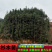 杉树苗批发江西优质良种速生杉木树苗量大从优