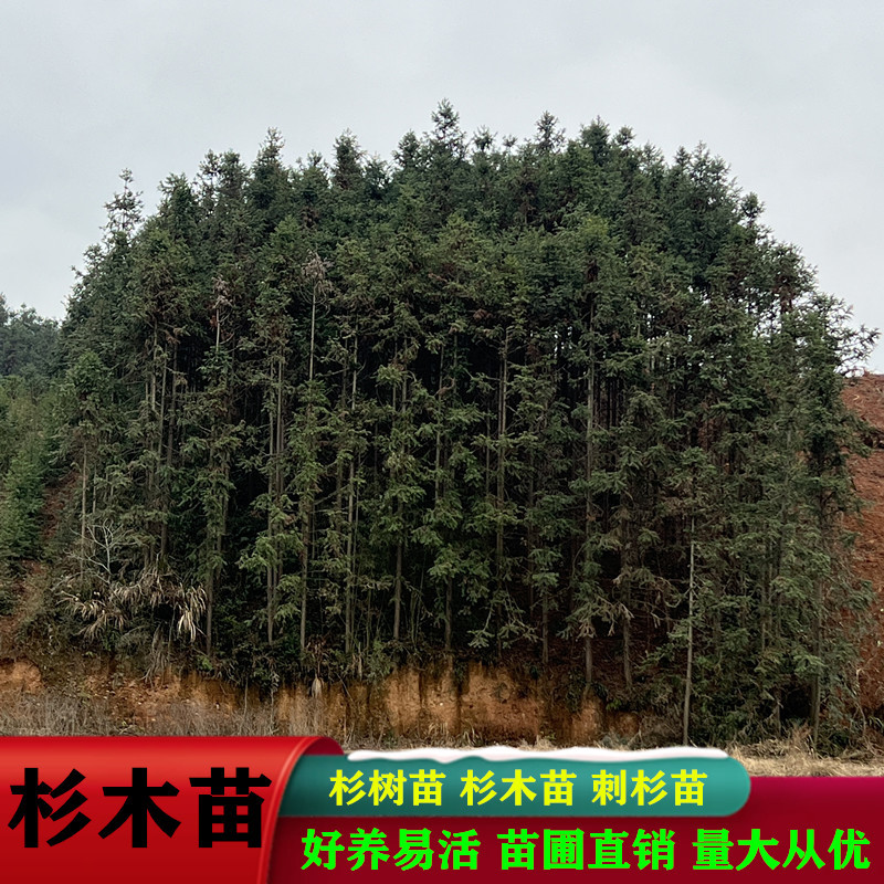 杉树苗批发江西优质良种速生杉木树苗量大从优