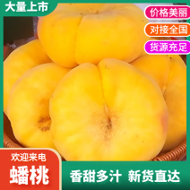 河北蟠桃中蟠21蟠桃口感好产地直供一手货源