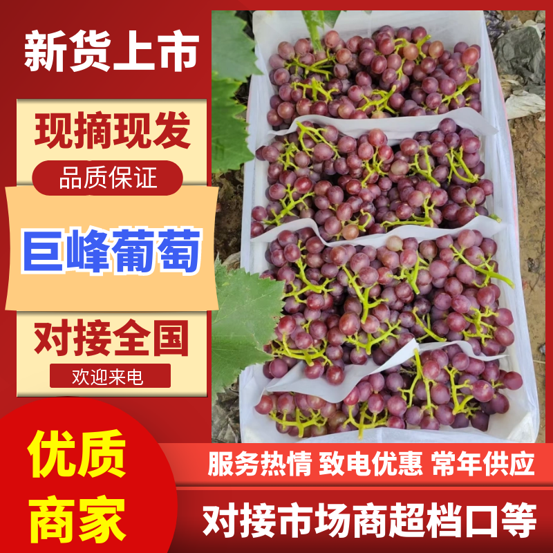 巨峰葡萄品质保证服务周到产地直发价格美丽