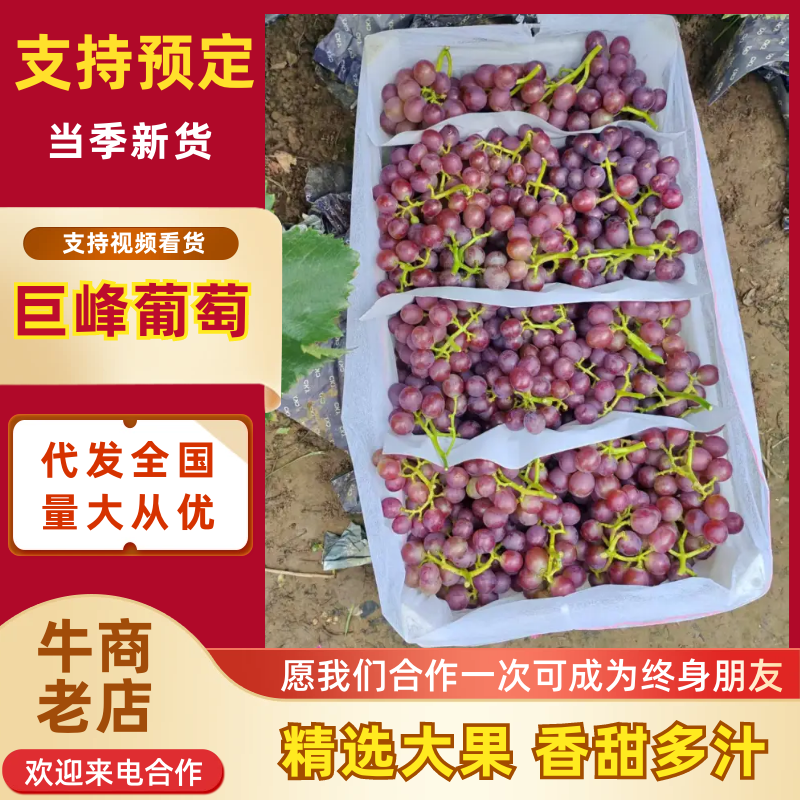 巨峰葡萄品质保证服务周到产地直发