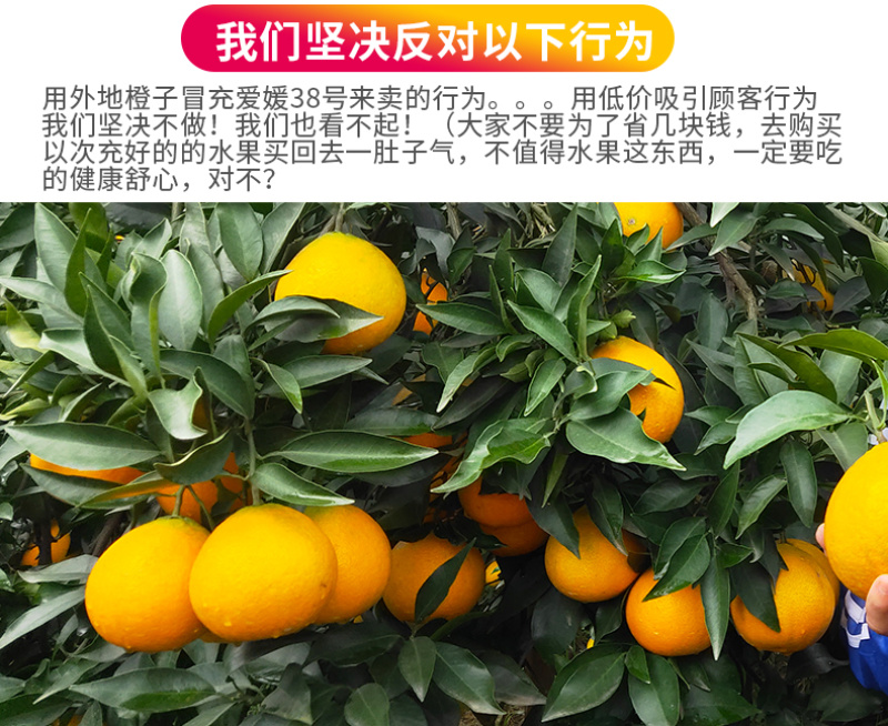 现货一件代发四川眉山爱媛38号果冻橙现摘现发供应电商各大