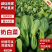 山东曹县奶白菜丨《推荐》诚信代办全国冷链发货致电联系